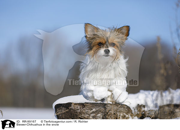 Biewer-Chihuahua im Schnee / Biewer-Chihuahua in the snow / RR-99167