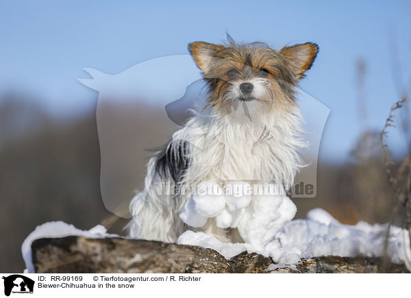 Biewer-Chihuahua im Schnee / Biewer-Chihuahua in the snow / RR-99169