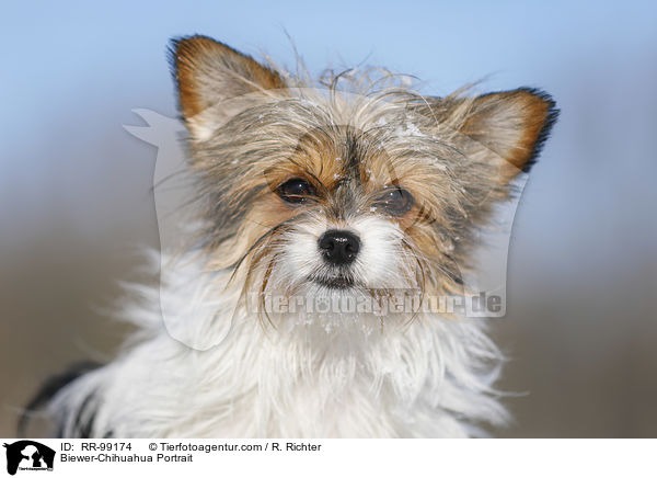 Biewer-Chihuahua Portrait / Biewer-Chihuahua Portrait / RR-99174