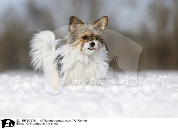 Biewer-Chihuahua im Schnee / Biewer-Chihuahua in the snow / RR-99178