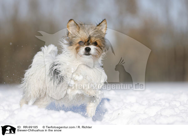 Biewer-Chihuahua im Schnee / Biewer-Chihuahua in the snow / RR-99185