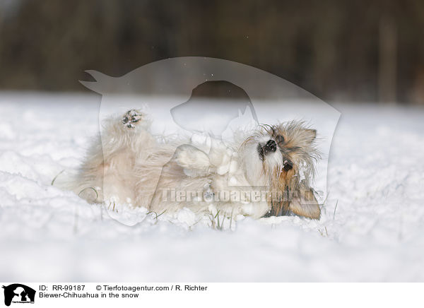Biewer-Chihuahua im Schnee / Biewer-Chihuahua in the snow / RR-99187