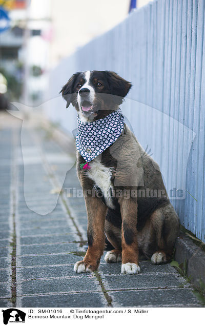 Berner Sennenhund Mischling / Bernese Mountain Dog Mongrel / SM-01016