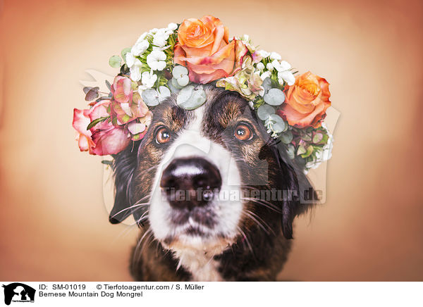 Berner Sennenhund Mischling / Bernese Mountain Dog Mongrel / SM-01019
