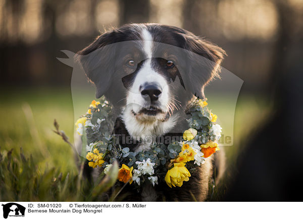 Berner Sennenhund Mischling / Bernese Mountain Dog Mongrel / SM-01020