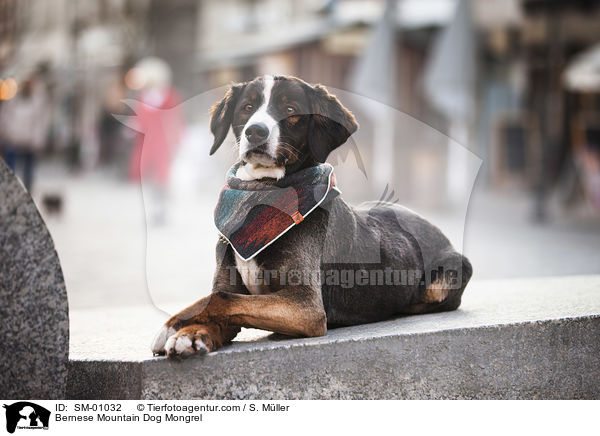 Berner Sennenhund Mischling / Bernese Mountain Dog Mongrel / SM-01032