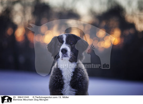 Berner Sennenhund Mischling / Bernese Mountain Dog Mongrel / SM-01040