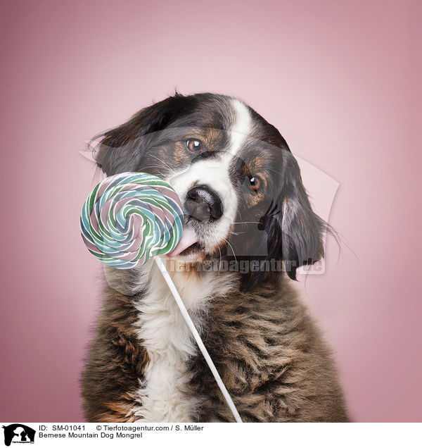 Berner Sennenhund Mischling / Bernese Mountain Dog Mongrel / SM-01041