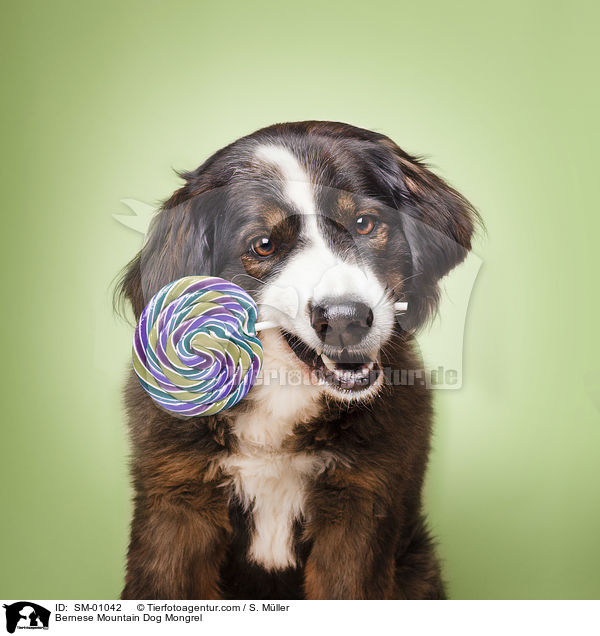 Berner Sennenhund Mischling / Bernese Mountain Dog Mongrel / SM-01042