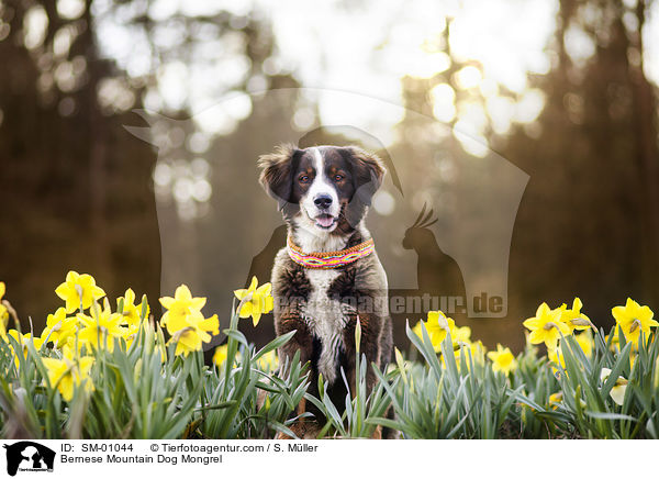 Berner Sennenhund Mischling / Bernese Mountain Dog Mongrel / SM-01044