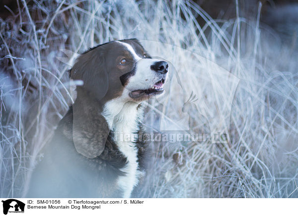 Berner Sennenhund Mischling / Bernese Mountain Dog Mongrel / SM-01056