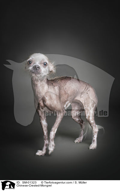 Chinese-Crested-Mongrel / Chinese-Crested-Mongrel / SM-01323