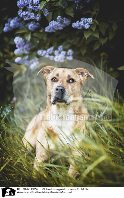 American-Staffordshire-Terrier-Mischling / American-Staffordshire-Terrier-Mongrel / SM-01324