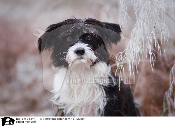 sitzender Mischling / sitting mongrel / SM-01344