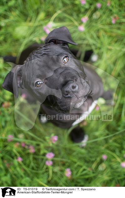 American-Staffordshire-Terrier-Mix / American-Staffordshire-Terrier-Mongrel / TS-01019