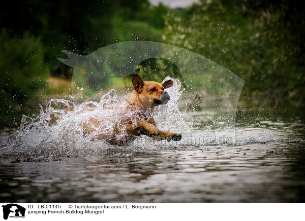 springender Franzsiche-Bulldogge-Mischling / jumping Frensh-Bulldog-Mongrel / LB-01145
