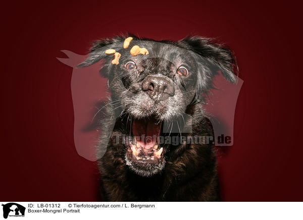 Boxer-Mischling Portrait / Boxer-Mongrel Portrait / LB-01312