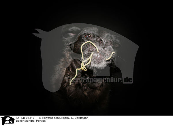 Boxer-Mischling Portrait / Boxer-Mongrel Portrait / LB-01317