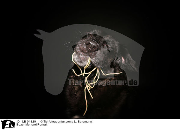 Boxer-Mischling Portrait / Boxer-Mongrel Portrait / LB-01320