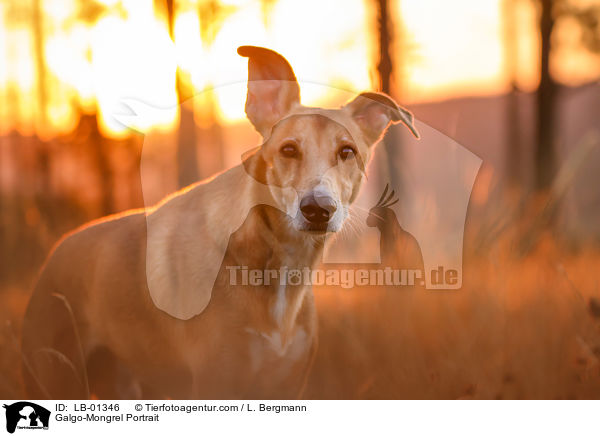 Galgo-Mischling Portrait / Galgo-Mongrel Portrait / LB-01346