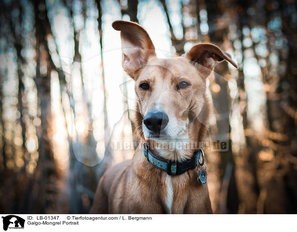 Galgo-Mischling Portrait / Galgo-Mongrel Portrait / LB-01347