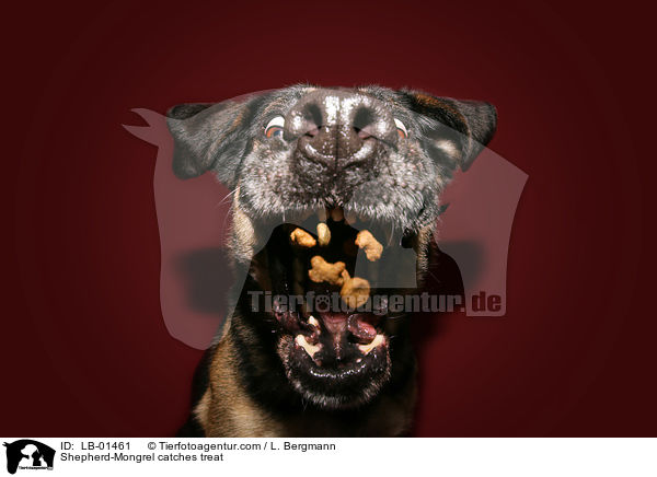 Schferhund-Mischling fngt Leckerli / Shepherd-Mongrel catches treat / LB-01461