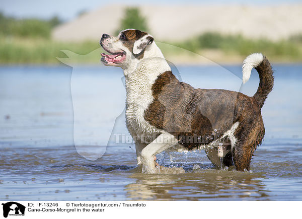 Cane-Corso-Mischling im Wasser / Cane-Corso-Mongrel in the water / IF-13246