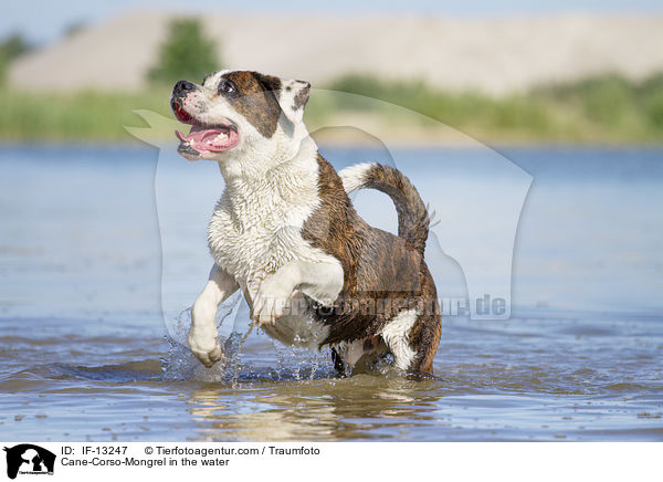 Cane-Corso-Mischling im Wasser / Cane-Corso-Mongrel in the water / IF-13247