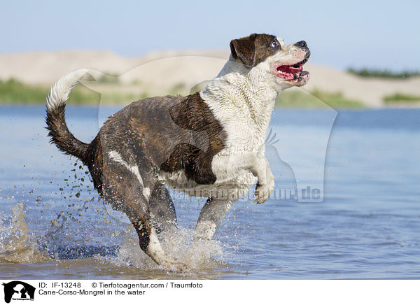 Cane-Corso-Mischling im Wasser / Cane-Corso-Mongrel in the water / IF-13248