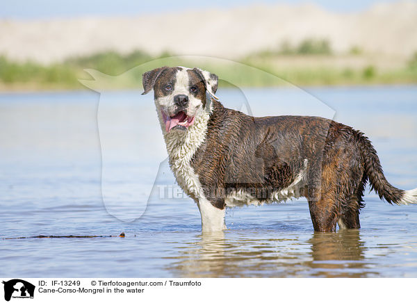 Cane-Corso-Mischling im Wasser / Cane-Corso-Mongrel in the water / IF-13249