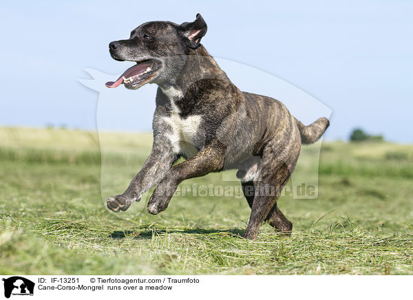 Cane-Corso-Mischling rennt ber eine Wiese / Cane-Corso-Mongrel  runs over a meadow / IF-13251