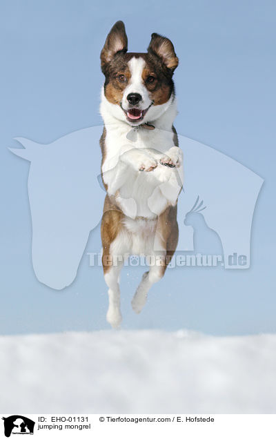 jumping mongrel / EHO-01131