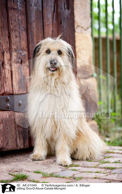 sitzender Gos-D-Atura-Catala-Mischling / sitting Gos-D-Atura-Catala-Mongrel / AE-01040