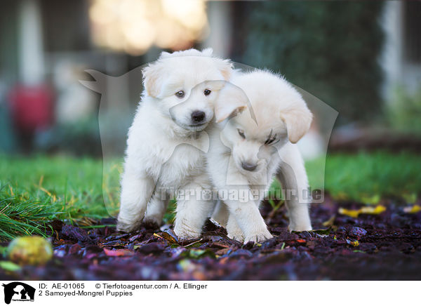 2 Samoyed-Mongrel Puppies / AE-01065