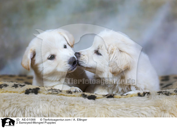 2 Samoyed-Mongrel Puppies / AE-01066