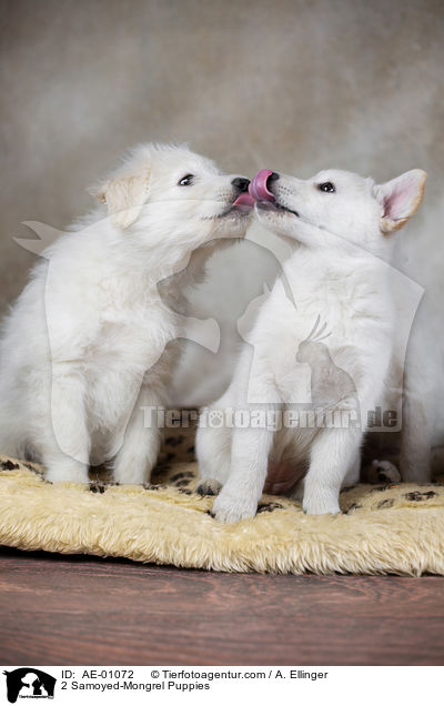 2 Samoyed-Mongrel Puppies / AE-01072