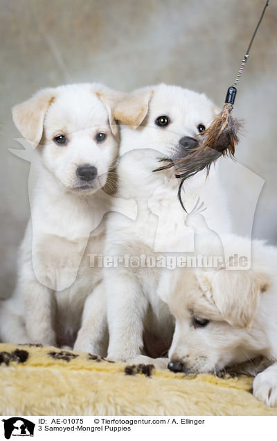 3 Samojede-Mischling Welpen / 3 Samoyed-Mongrel Puppies / AE-01075