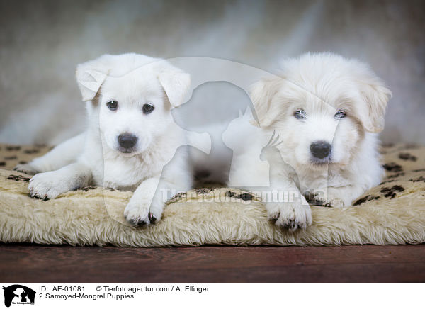 2 Samojede-Mischling Welpen / 2 Samoyed-Mongrel Puppies / AE-01081
