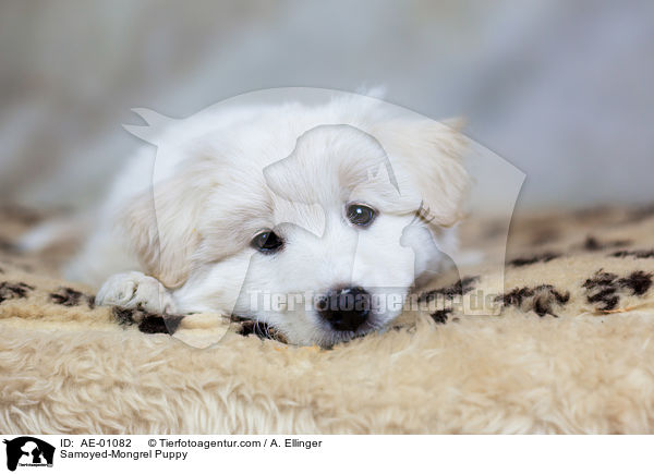 Samojede-Mischling Welpe / Samoyed-Mongrel Puppy / AE-01082