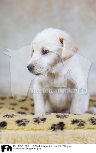 Samojede-Mischling Welpe / Samoyed-Mongrel Puppy / AE-01095