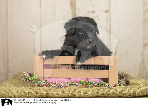 Australian-Shepherd-Labrador Welpe / Australian-Shepherd-Labrador Puppy / AK-01124
