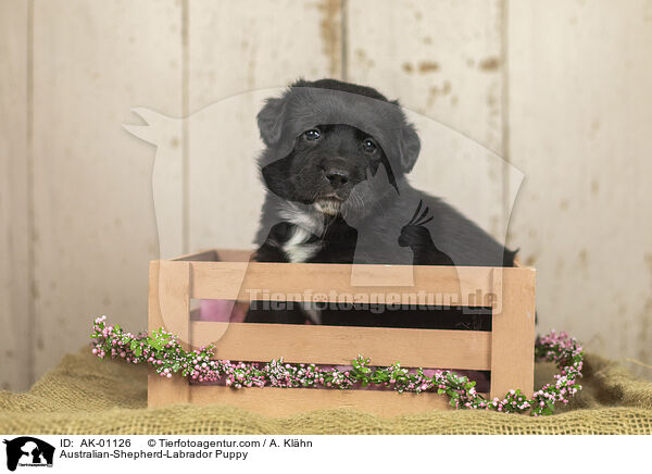 Australian-Shepherd-Labrador Welpe / Australian-Shepherd-Labrador Puppy / AK-01126