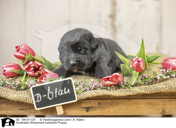 Australian-Shepherd-Labrador Welpe / Australian-Shepherd-Labrador Puppy / AK-01133