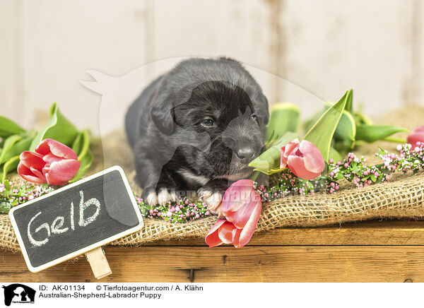 Australian-Shepherd-Labrador Puppy / AK-01134