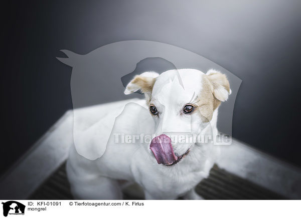 Mischling / mongrel / KFI-01091