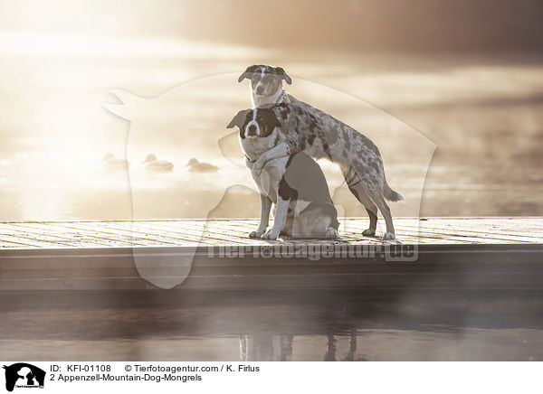 2 Appenzeller-Sennenhund-Mischlinge / 2 Appenzell-Mountain-Dog-Mongrels / KFI-01108