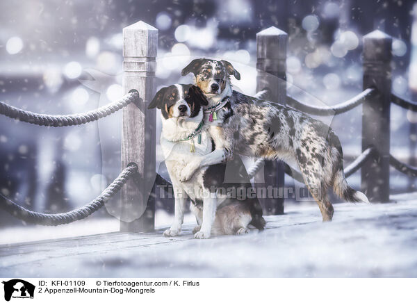 2 Appenzell-Mountain-Dog-Mongrels / KFI-01109