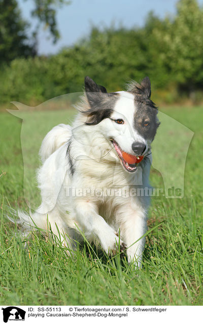 spielender Kaukasischer-Schferhund-Mischling / playing Caucasian-Shepherd-Dog-Mongrel / SS-55113