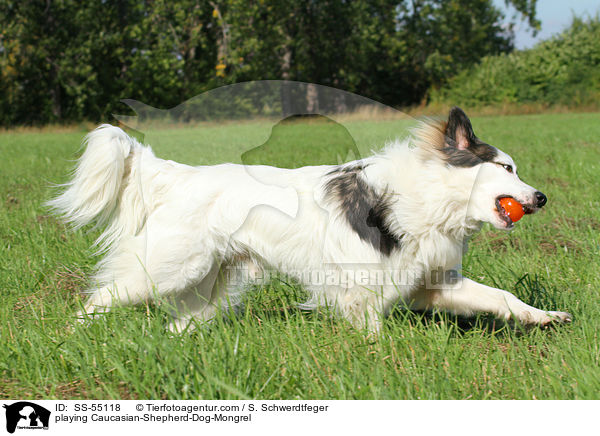 spielender Kaukasischer-Schferhund-Mischling / playing Caucasian-Shepherd-Dog-Mongrel / SS-55118