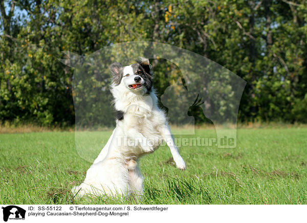 spielender Kaukasischer-Schferhund-Mischling / playing Caucasian-Shepherd-Dog-Mongrel / SS-55122
